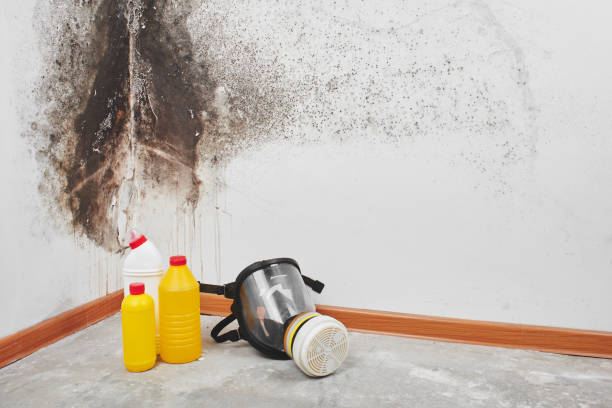 Best Toxic Mold Removal  in Brent, FL