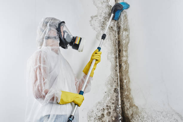 Best Mold Testing and Removal  in Brent, FL