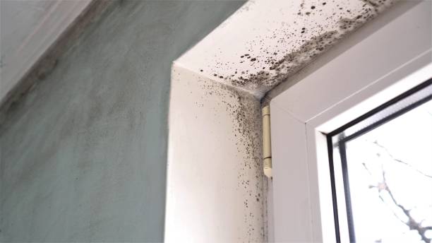 Best Toxic Mold Removal  in Brent, FL