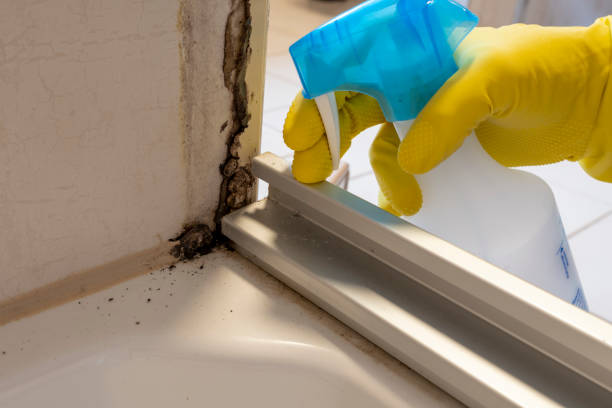 Best Commercial Mold Removal  in Brent, FL