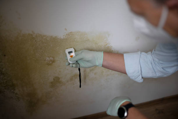 Certified Mold Removal in Brent, FL