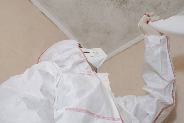 Best Black Mold Removal  in Brent, FL