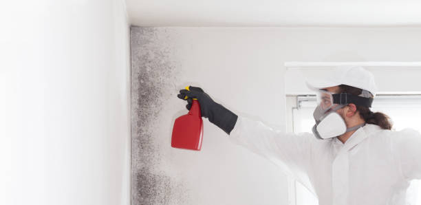 Mold Testing and Removal in Brent, FL