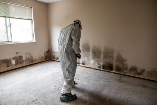 Best Office Mold Removal Services  in Brent, FL