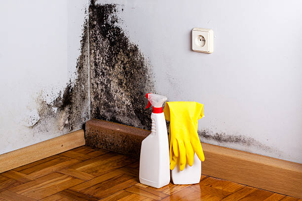 Best Certified Mold Removal  in Brent, FL