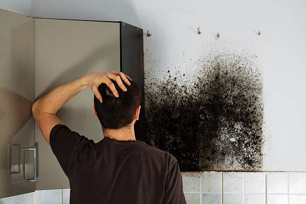 Best Certified Mold Removal  in Brent, FL